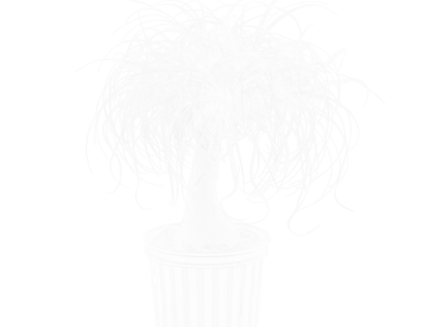  Ponytail Palm Plant Model 