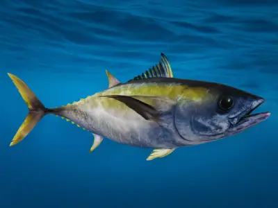 Realistic Yellowfin Tuna Animated 3D model