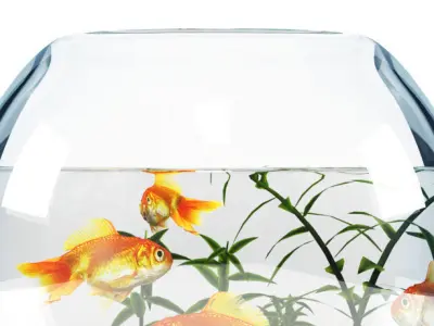 Aquarium  bowl 3D model