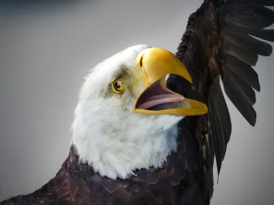 Animated Bald Eagle 3D model