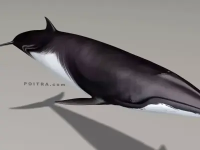 Minke Whale - Balaenoptera Acutoro - Adult Male - Pose 1 - 3D model