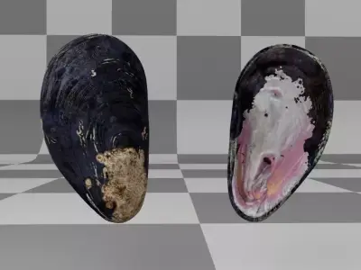 Mussel Shell Low-poly 3D model