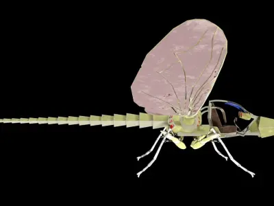 Insectride dragonfly Low-poly 3D model