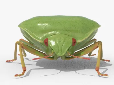 Lifelike Stink bug Low-poly 3D model