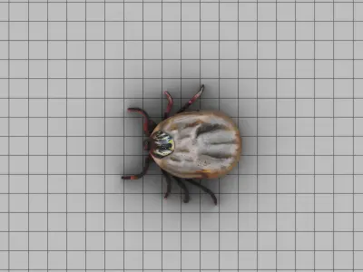 Big Tick Low-poly 3D model