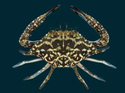 Swimmer Crab Animated Low-poly 3D model