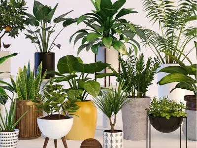 Plants in pots 3D model