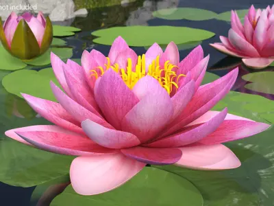 Blooming Nymphaea Siam Purple 3D model