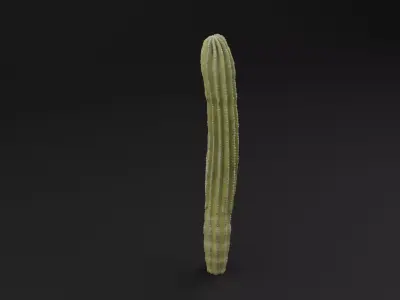 Cactus Plant Low-poly 3D model