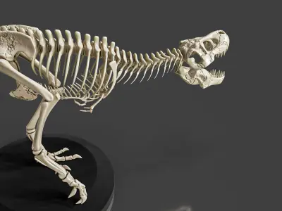 Realistic T-Rex Dinosaur Skeleton 3D model