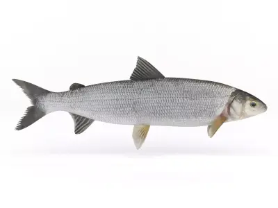 Whitefish fish 3D model