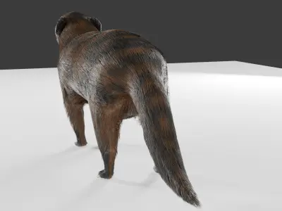 mangus 3d Low-poly 3D model