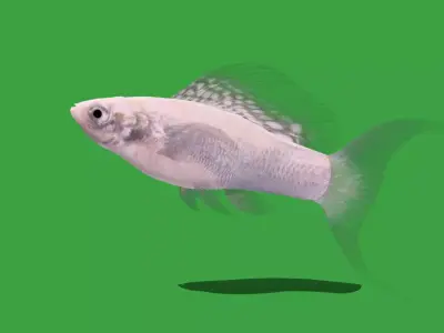 Molly Silver Lyretail Fish Low-poly 3D model