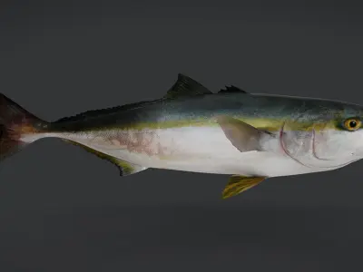 Yellowtail Amberjack Animated 3D model