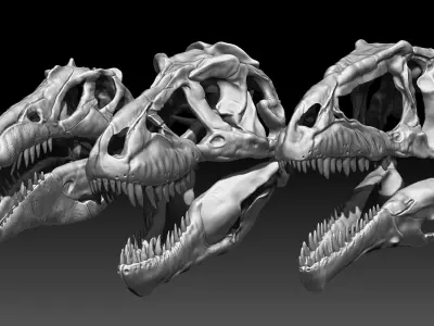 Dinosaur Spinosrs  Tyrannosaurus Giganotosaurus Skull Skeletons  3D model