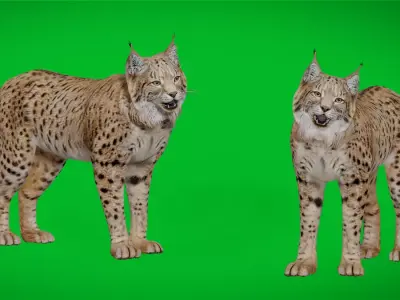 Eurasian Lynx Wild Cat Free 3D model