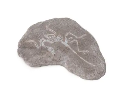 Fossil 03 - Low and High Poly Versions Low-poly 3D model