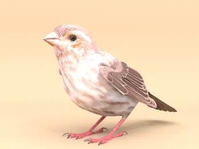 3D Bird Pack Purple Finch Male and Female Low-poly 3D model Low-poly 3D model