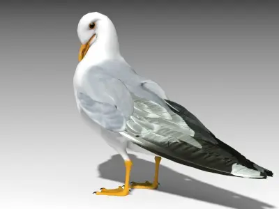Seagull Low-poly 3D model