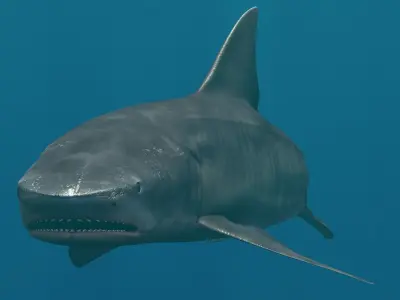 Tiger Shark Rigged C4D Low-poly 3D model