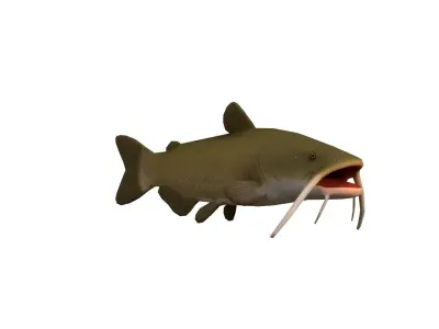 Realistic Catfish Low-poly 3D model