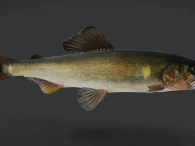 Ayu Sweetfish Animated 3D model