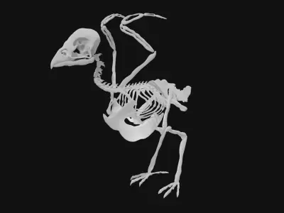 Sparrow skeleton 3D model