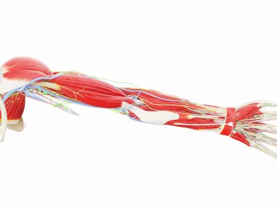 Human Male Arm Anatomy 3D model
