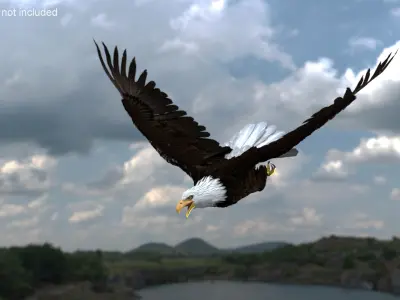 Realistic Bald Eagle Animated Rigged 3D model