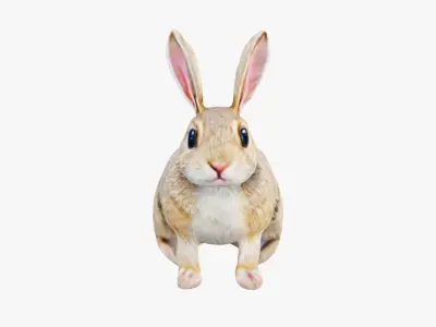 Rabbit Free 3D model