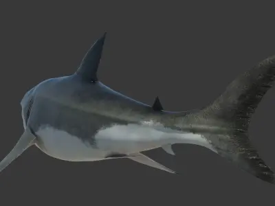 Great Shark White Rigged 3D model