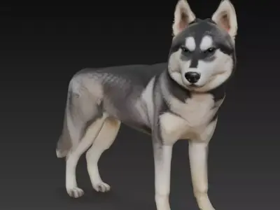 Realistic Husky 3D Model High Detail 3D model