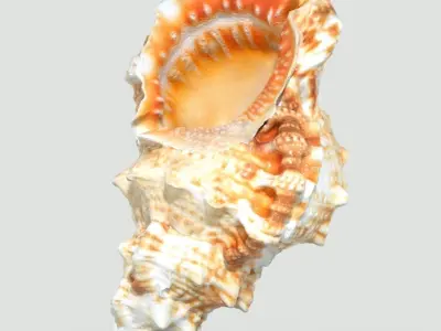 6 Sea Shell Collection Photorealistic Low-poly 3D model