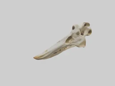 Giraffe Jawbone Low-poly 3D model