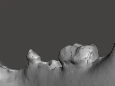 Himalayan brown bear mandible 3D model