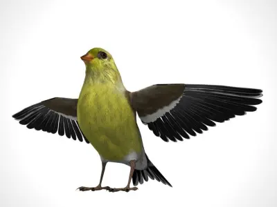 3D Bird Pack North American Eastern Goldfinch Male and Female Low-poly 3D model