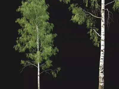 Birch forest part 04 3D model