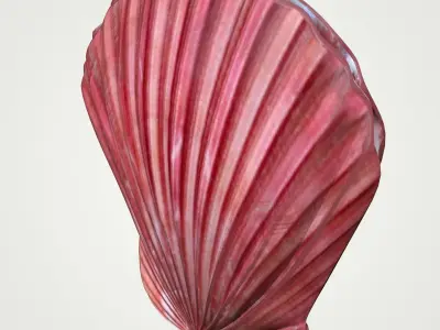 Sea Shell Scallop Pecten shell 4K 3D model