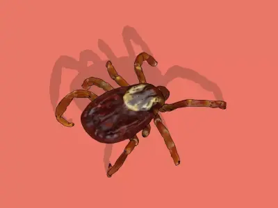 A Tick Low-poly 3D model