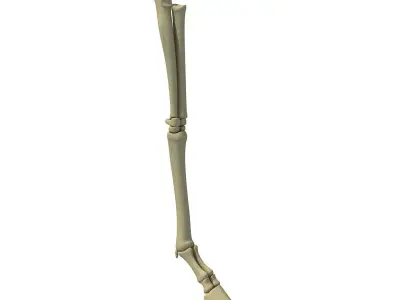 Animal Leg Femur Bones 2 3D model