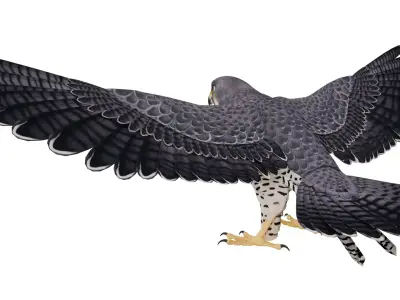 Peregrine Falcon 3D model