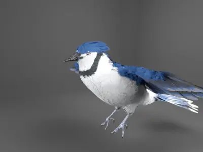 Blue Jay Bird 3D model