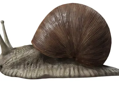 Snail 3D model