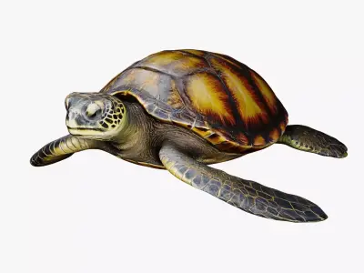 Realistic Sea Turtle Low Poly 3D Model PBR Textures Low-poly 3D model