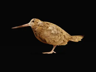 Woodcock Wading Bird Low-poly 3D model