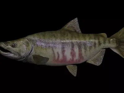 Chum Salmon 3D model