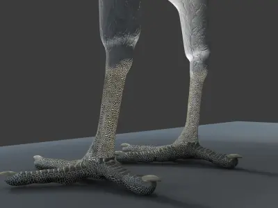 White Peacock Sitting 3D model