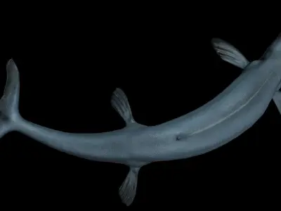 Basilosaurus Asset Pack Low-poly 3D model