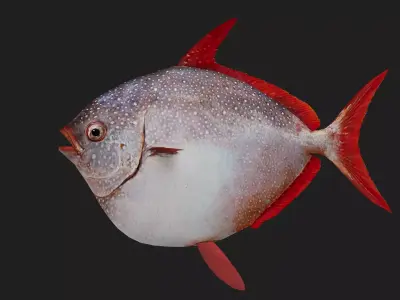 Lampridae Low-poly 3D model