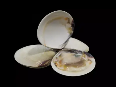 White clams Low-poly 3D model